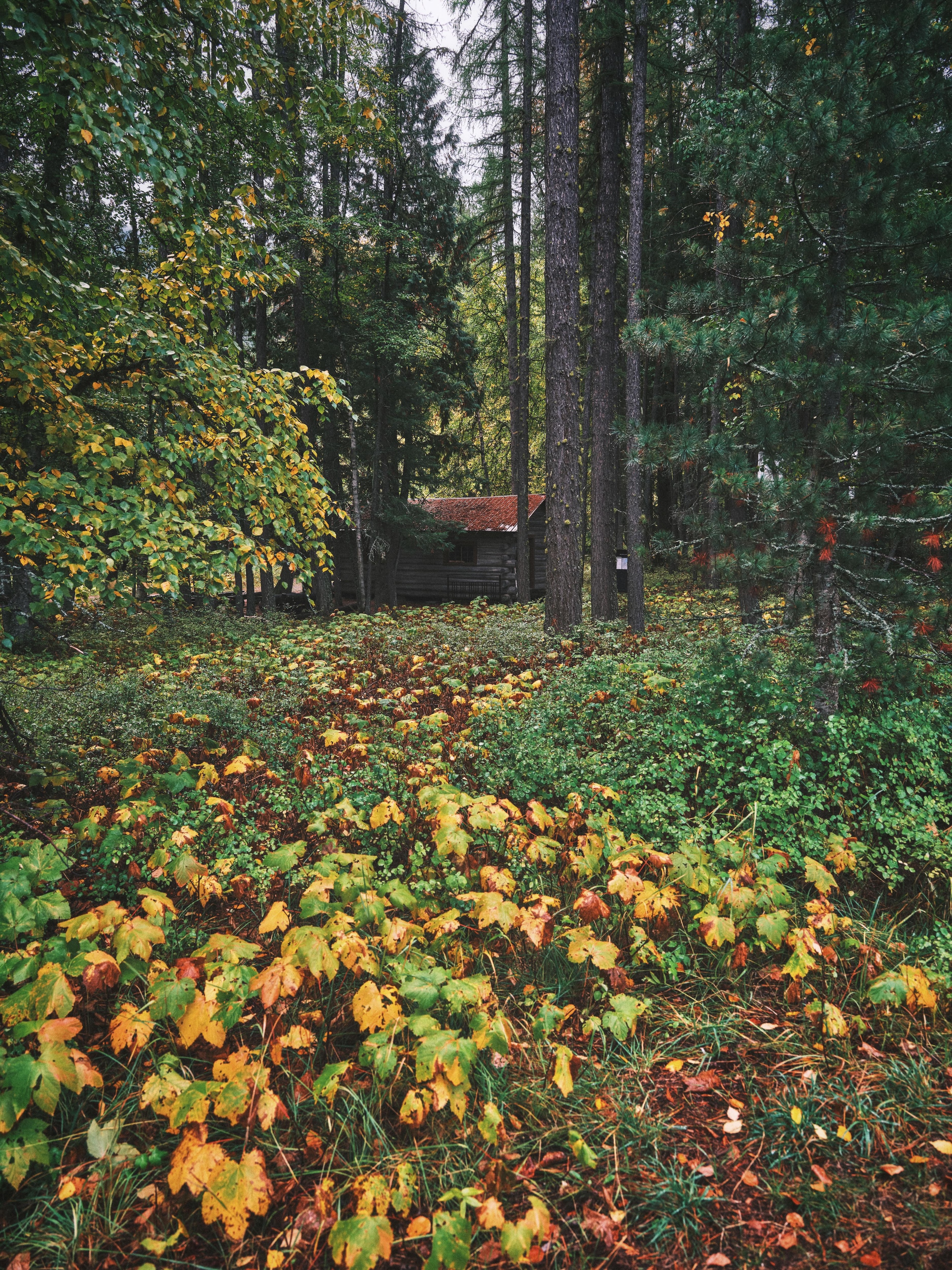 The nature trail of Apgar village.